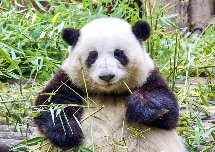 panda-huahua-internet-celebrity2
