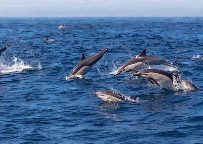 bohol-balicasag-dolphin-watching2
