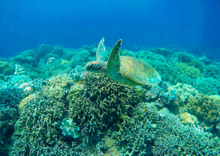 dumaguete-apo-island1