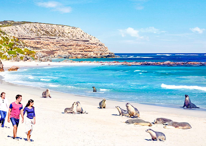 seal-bay1