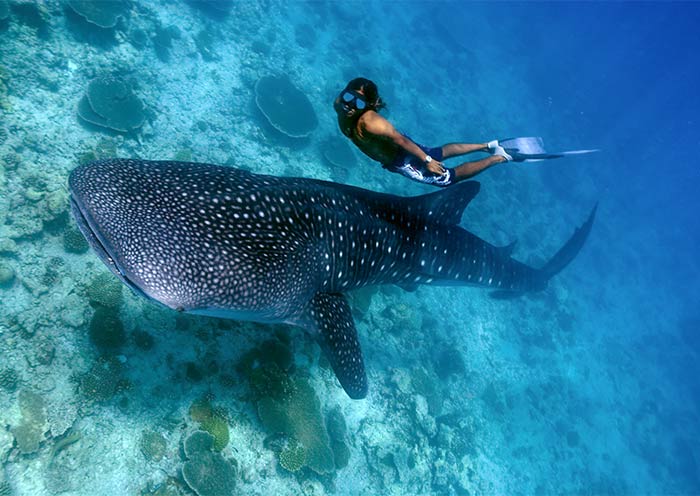 puerto-princesa-whaleshark-watching1