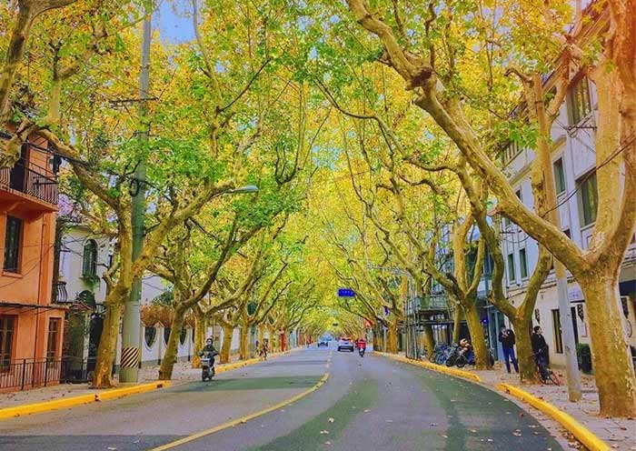 shanghai-biking-fuxing-road1