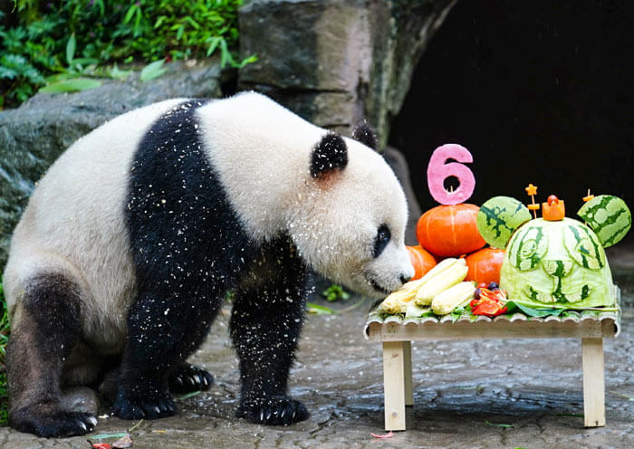 dujiangyan-panda1