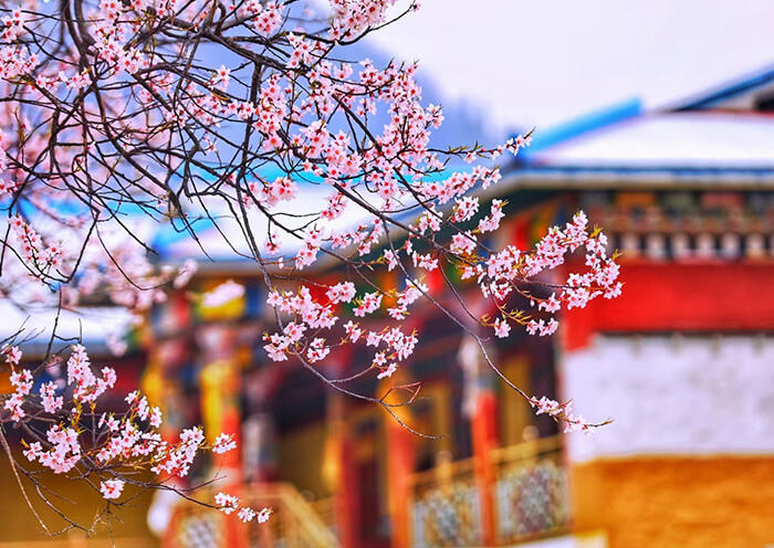 linzhitaohua11